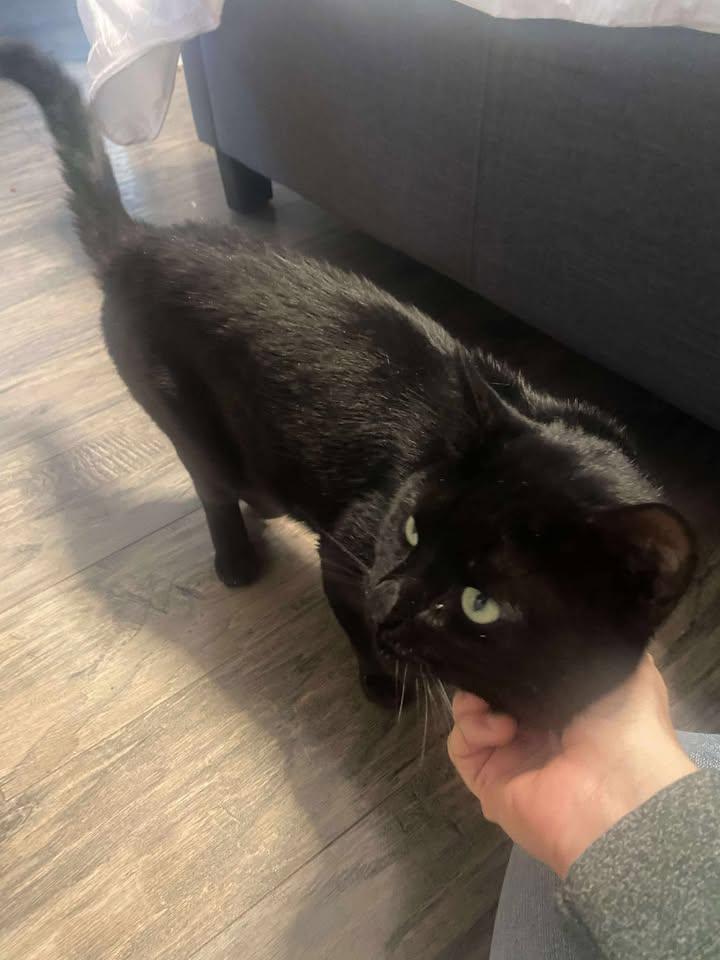 Bean, a Adoptable Domestic Short Hair in Brantford, ON image 4/4