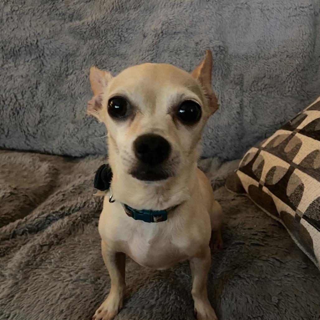 Sonny, Adoptable, Adult Male Chihuahua.