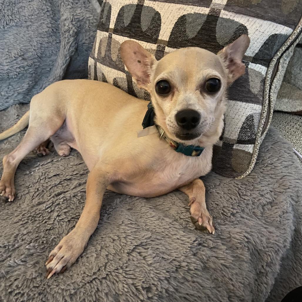 Enlarge Sonny, a Adoptable Chihuahua in Grass Valley, CA image 2/3