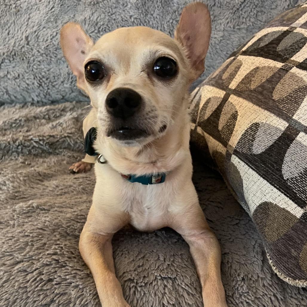 Enlarge Sonny, a Adoptable Chihuahua in Grass Valley, CA image 3/3
