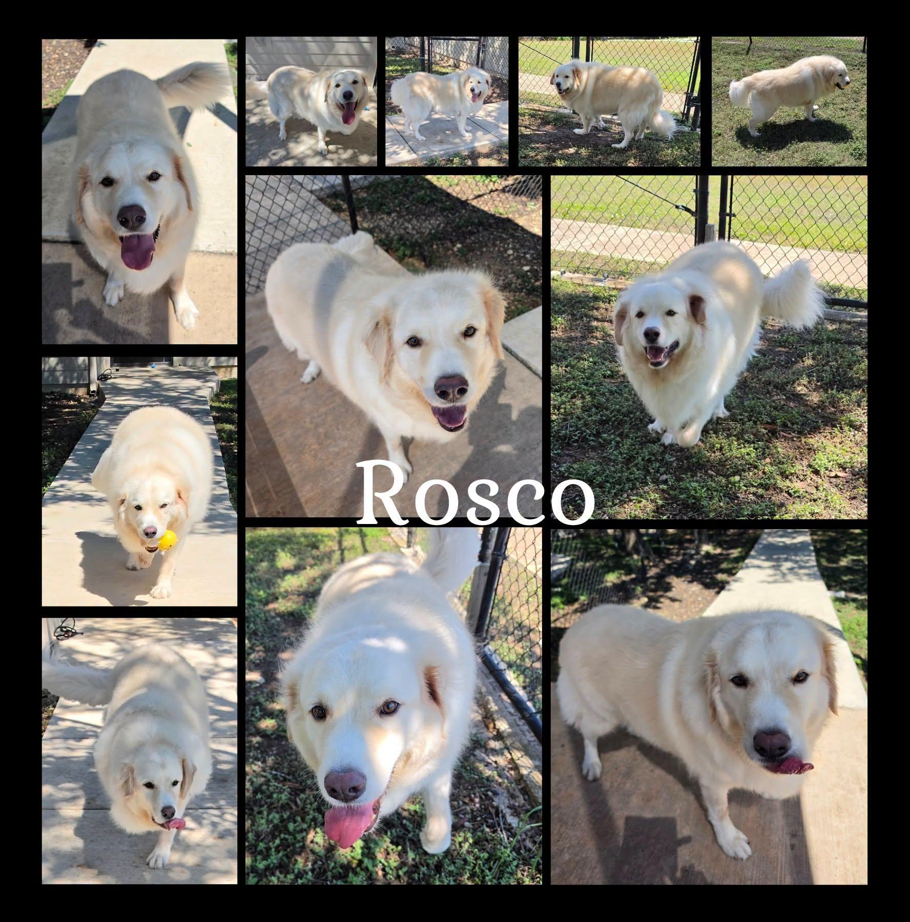 Enlarge Rosco, a Adopted mixed breed in Universal City, TX image 1/1