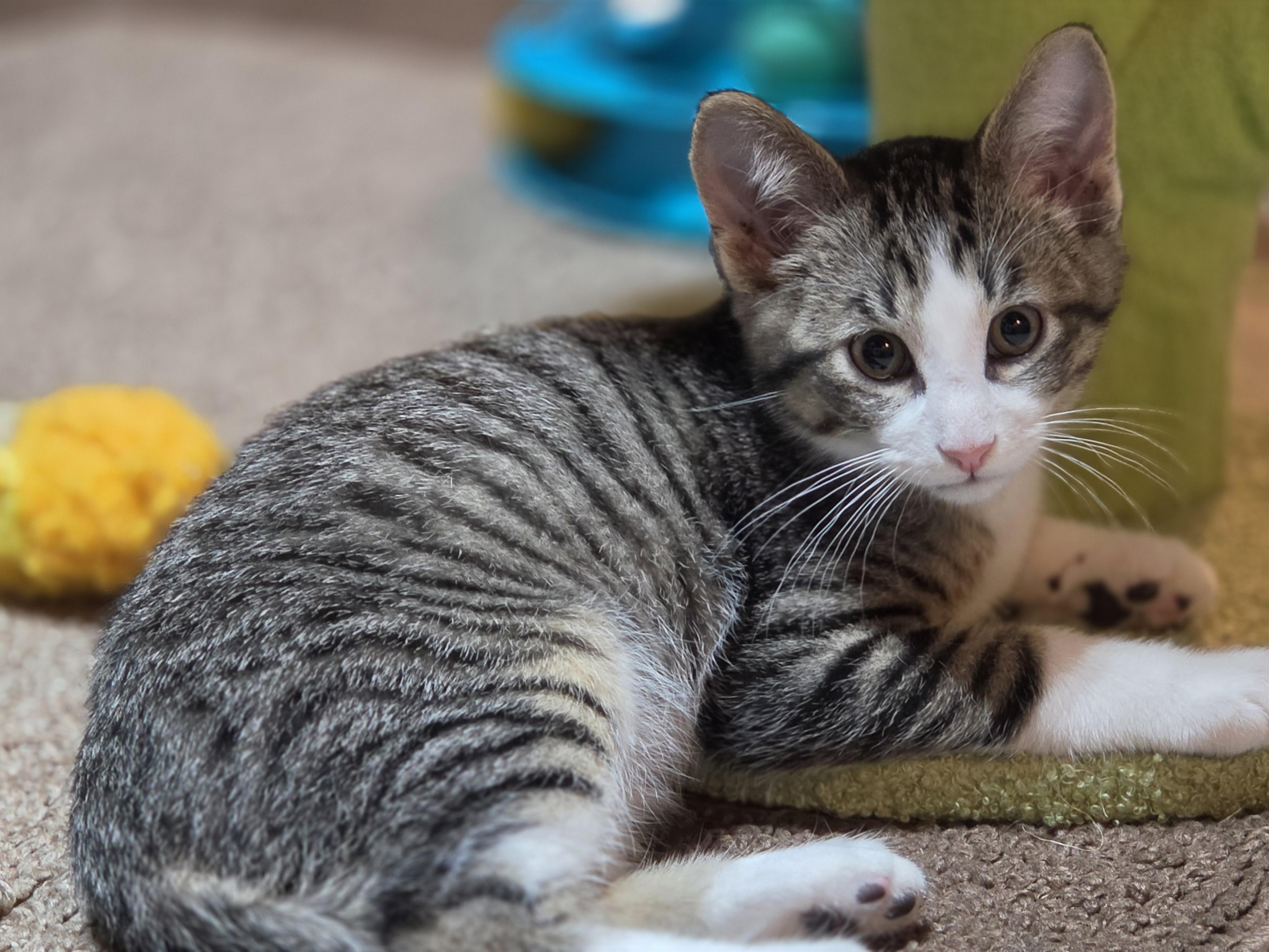 Zeno, adopted, Kitten Male Domestic Short Hair.