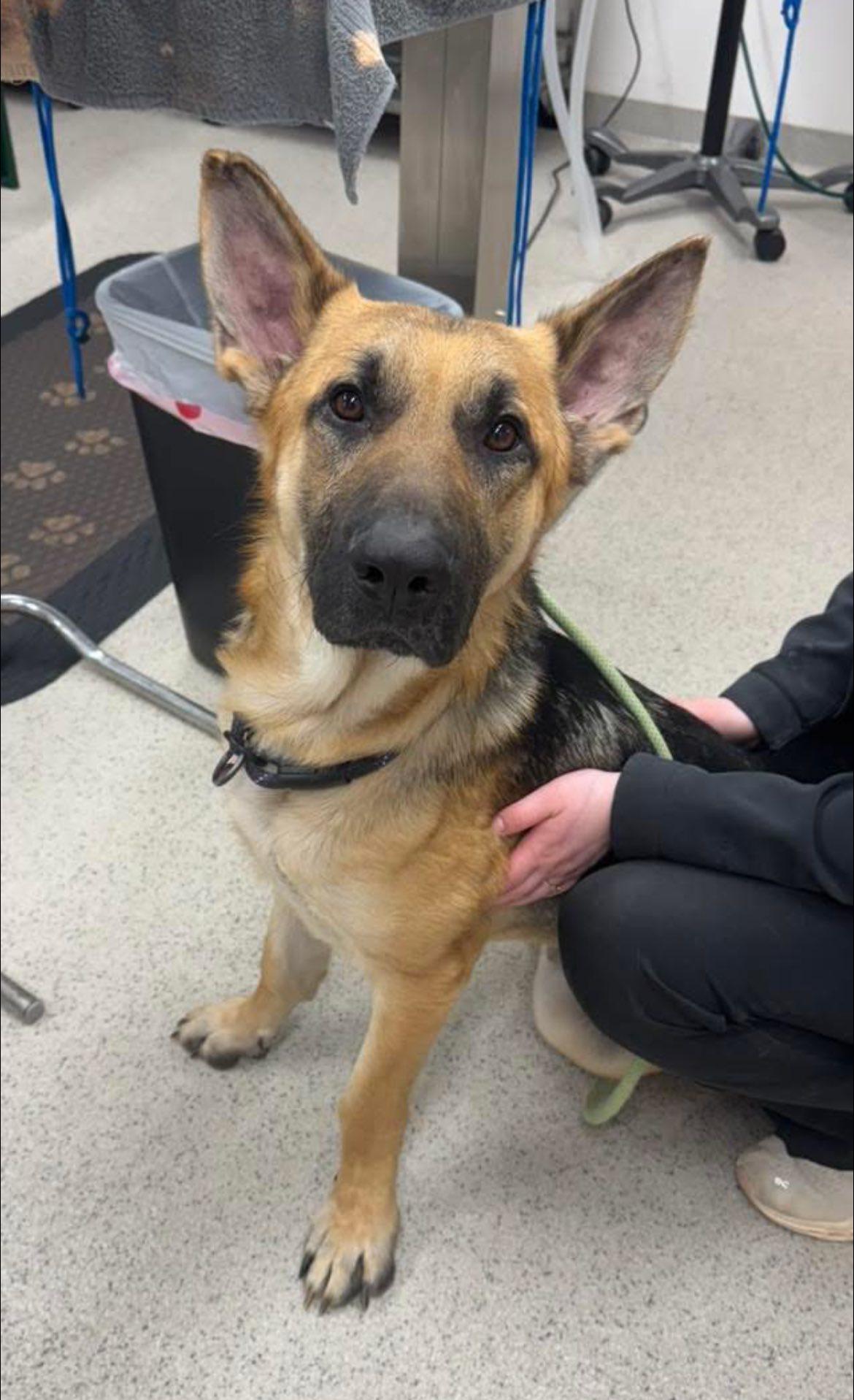 Enlarge Maddox, a Adoptable German Shepherd Dog in Darlington, MD image 2/4