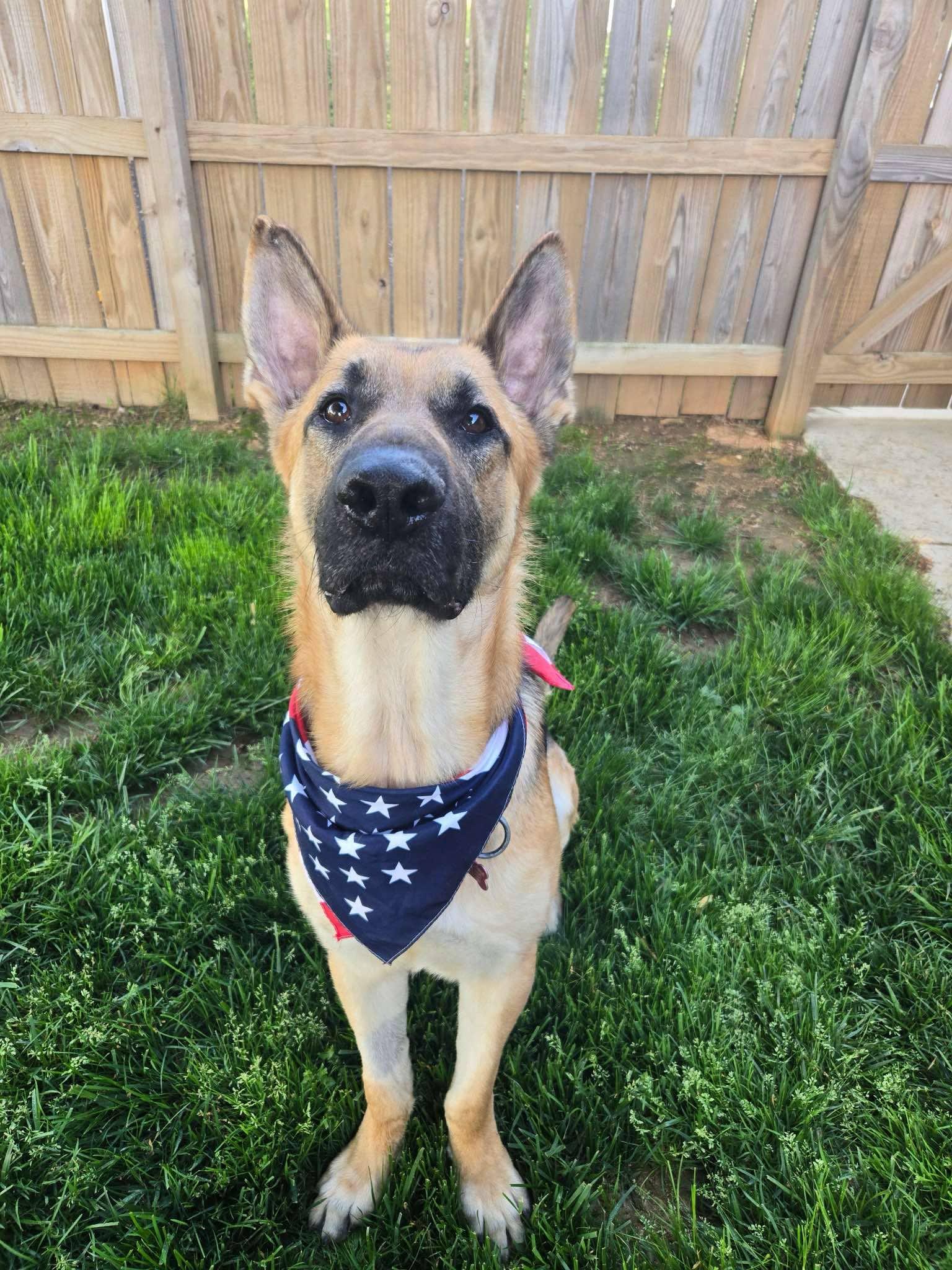 Enlarge Maddox, a Adoptable German Shepherd Dog in Darlington, MD image 1/4