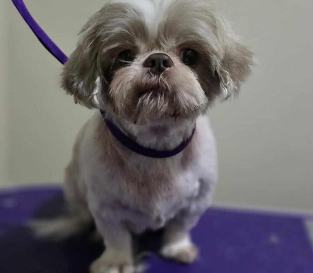 Teddy, Adoptable, Senior Male Shih Tzu.