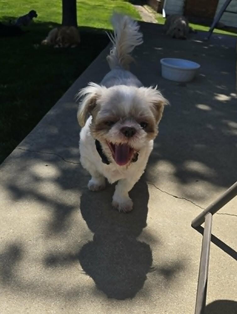 Teddy, a Adoptable Shih Tzu in Peoria, IL image 1/6