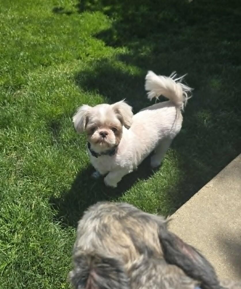 Teddy, a Adoptable Shih Tzu in Peoria, IL image 2/6