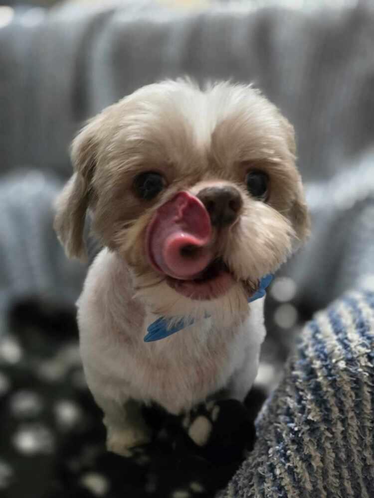 Teddy, a Adoptable Shih Tzu in Peoria, IL image 2/6