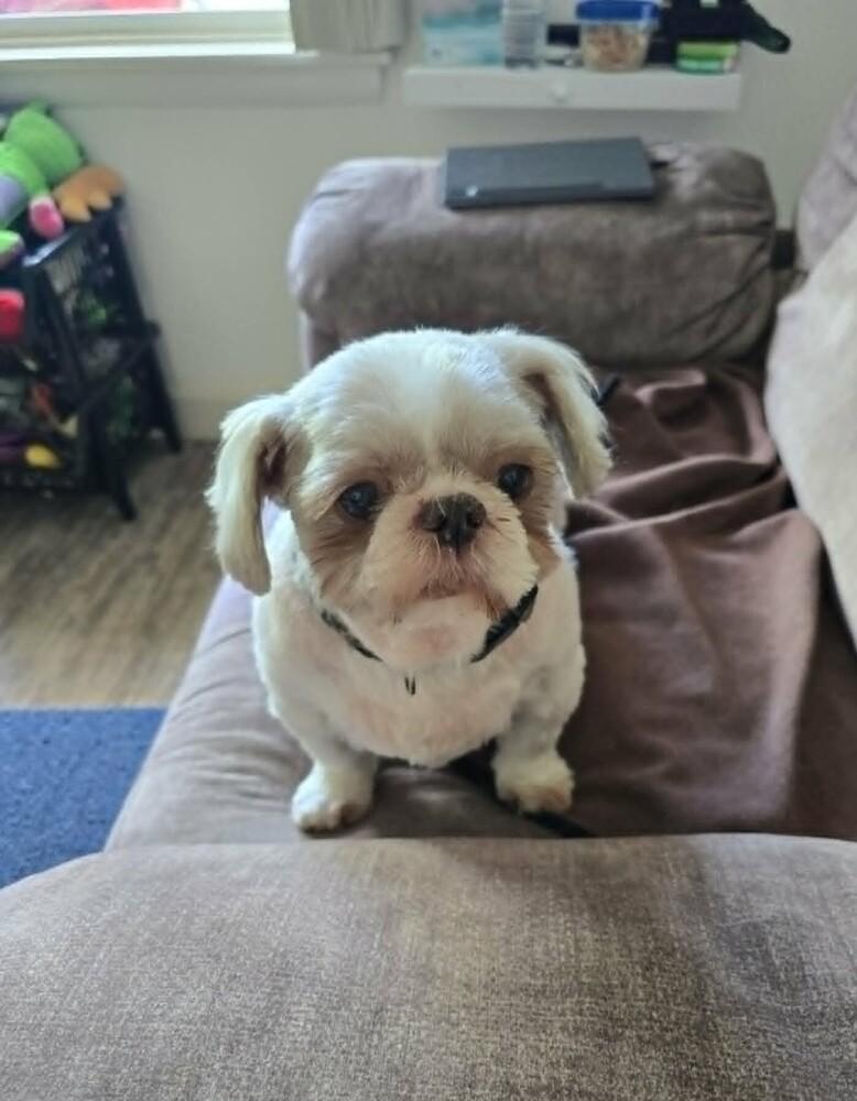 Teddy, a Adoptable Shih Tzu in Peoria, IL image 3/6