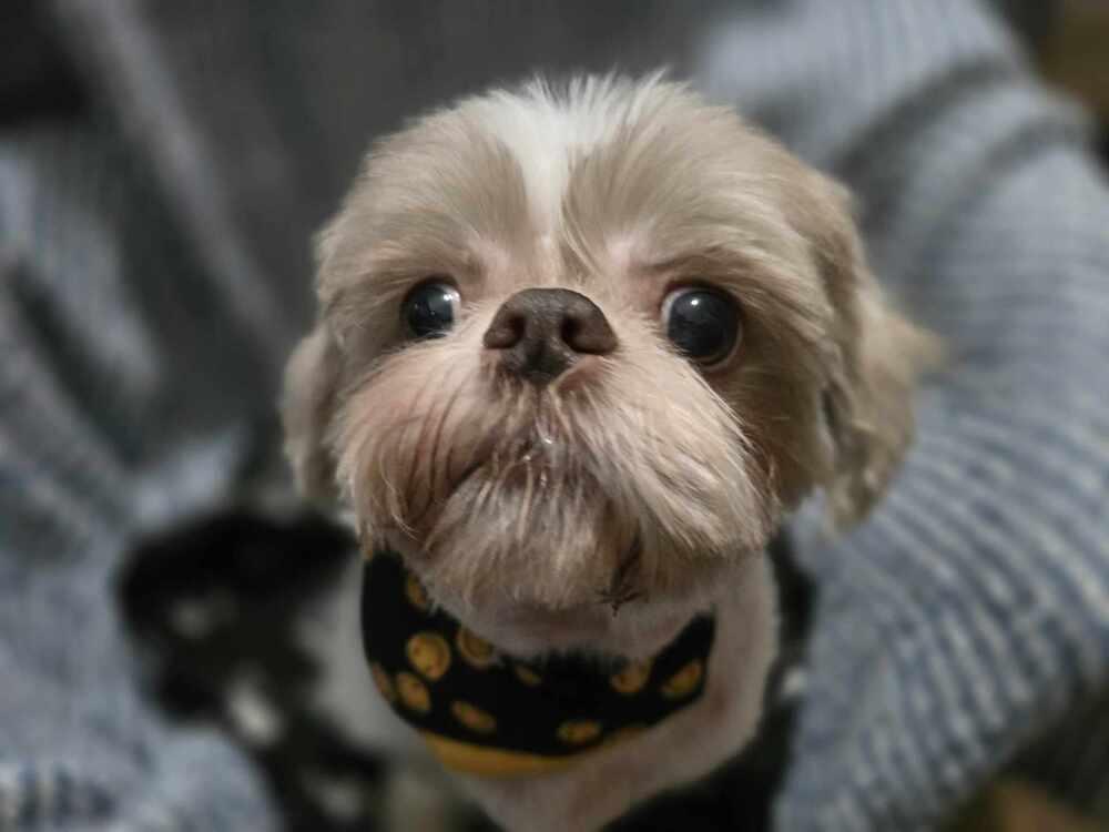 Teddy, a Adoptable Shih Tzu in Peoria, IL image 4/6