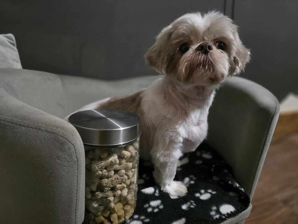 Teddy, a Adoptable Shih Tzu in Peoria, IL image 5/6