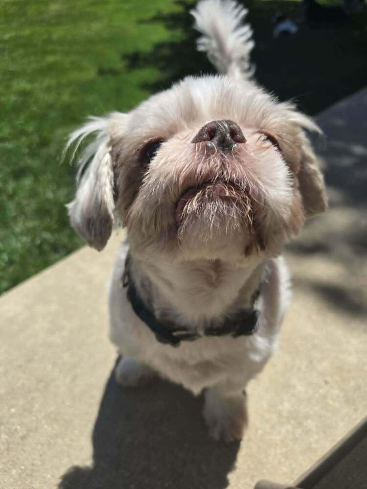 Teddy, a Adoptable Shih Tzu in Peoria, IL image 4/6