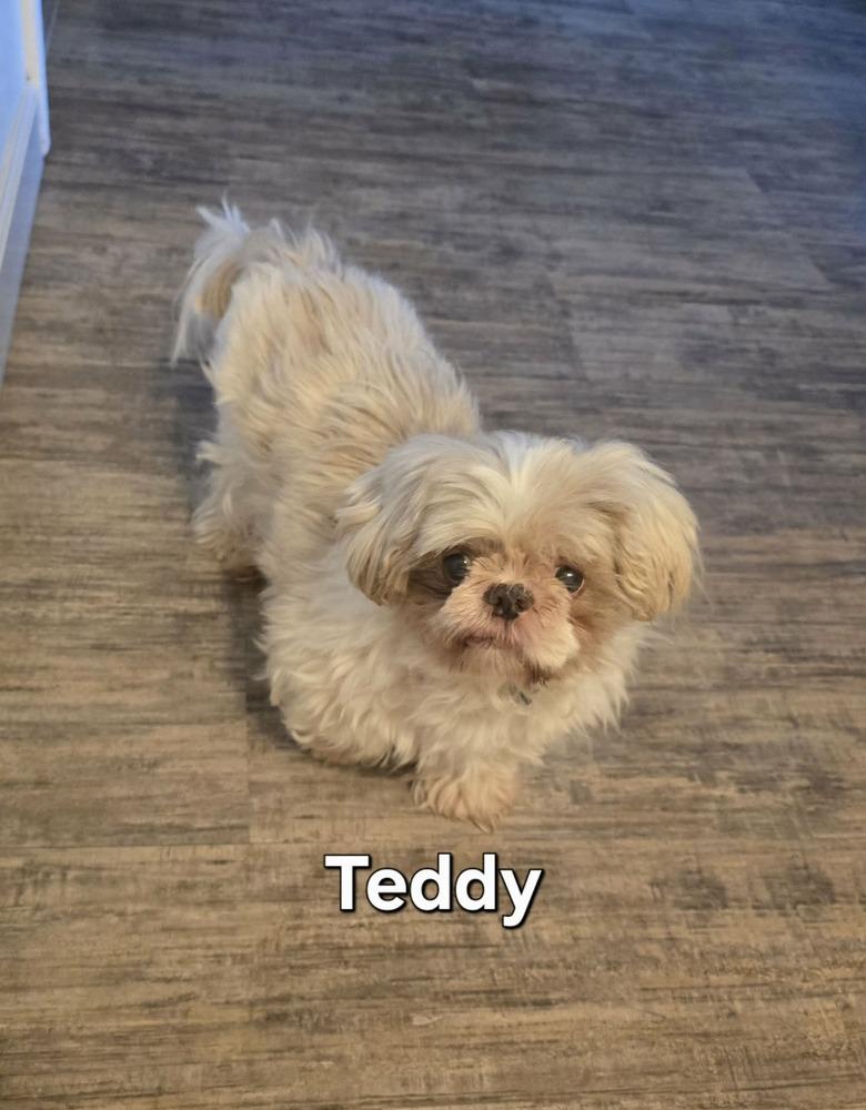 Teddy, a Adoptable Shih Tzu in Peoria, IL image 6/6