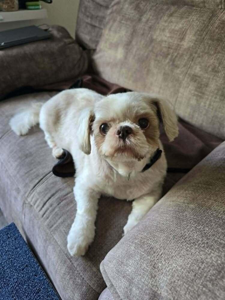 Teddy, a Adoptable Shih Tzu in Peoria, IL image 6/6