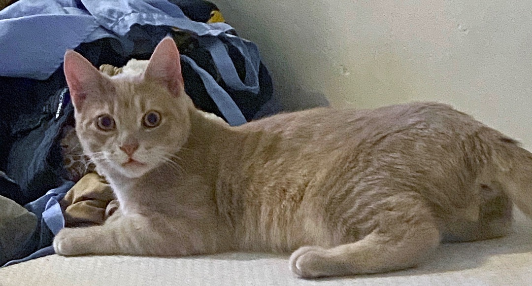 CALCIFER - Special Needs, Adoptable, Young Male Domestic Short Hair.