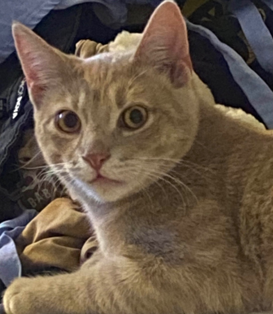 CALCIFER - Special Needs, a Adoptable Domestic Short Hair in Albany, NY image 2/6