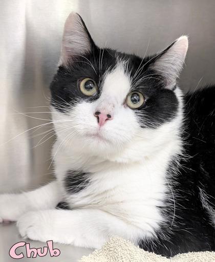 Chub, Adoptable, Adult Male Domestic Short Hair & Domestic Short Hair.