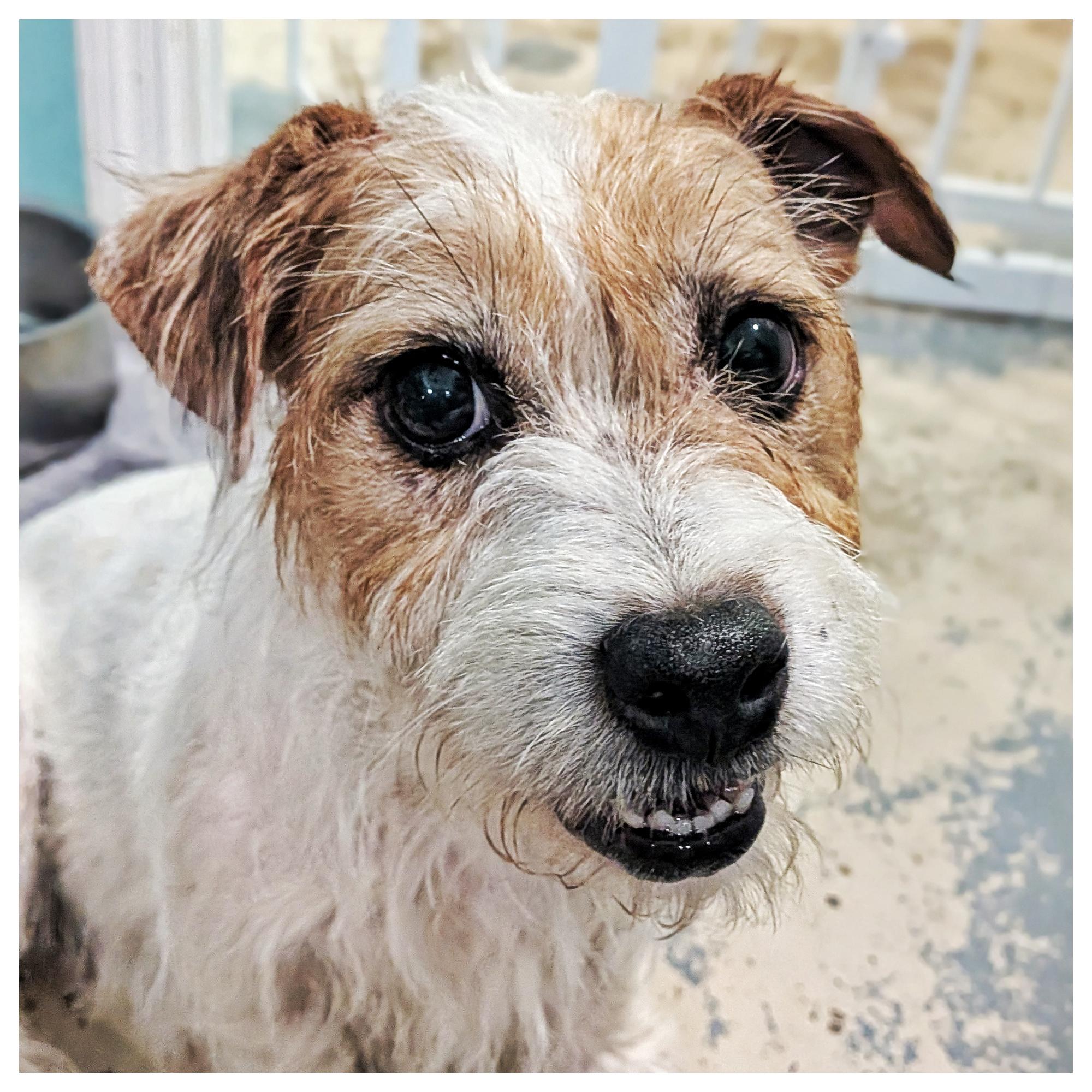 Sophia, ADOPTABLE, Young Female Jack Russell Terrier.
