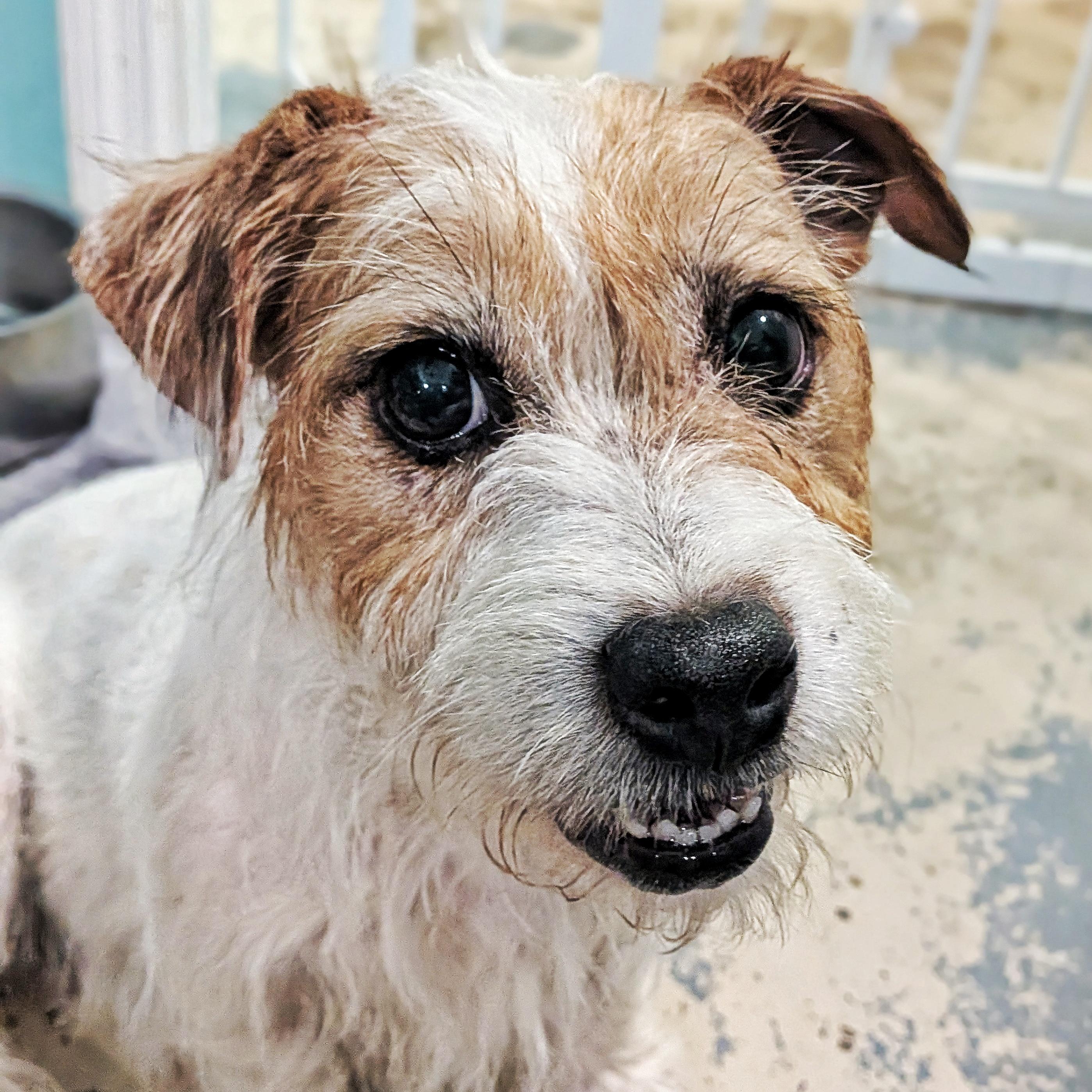Enlarge Sophia, a ADOPTABLE Jack Russell Terrier in Eustis, FL image 2/2