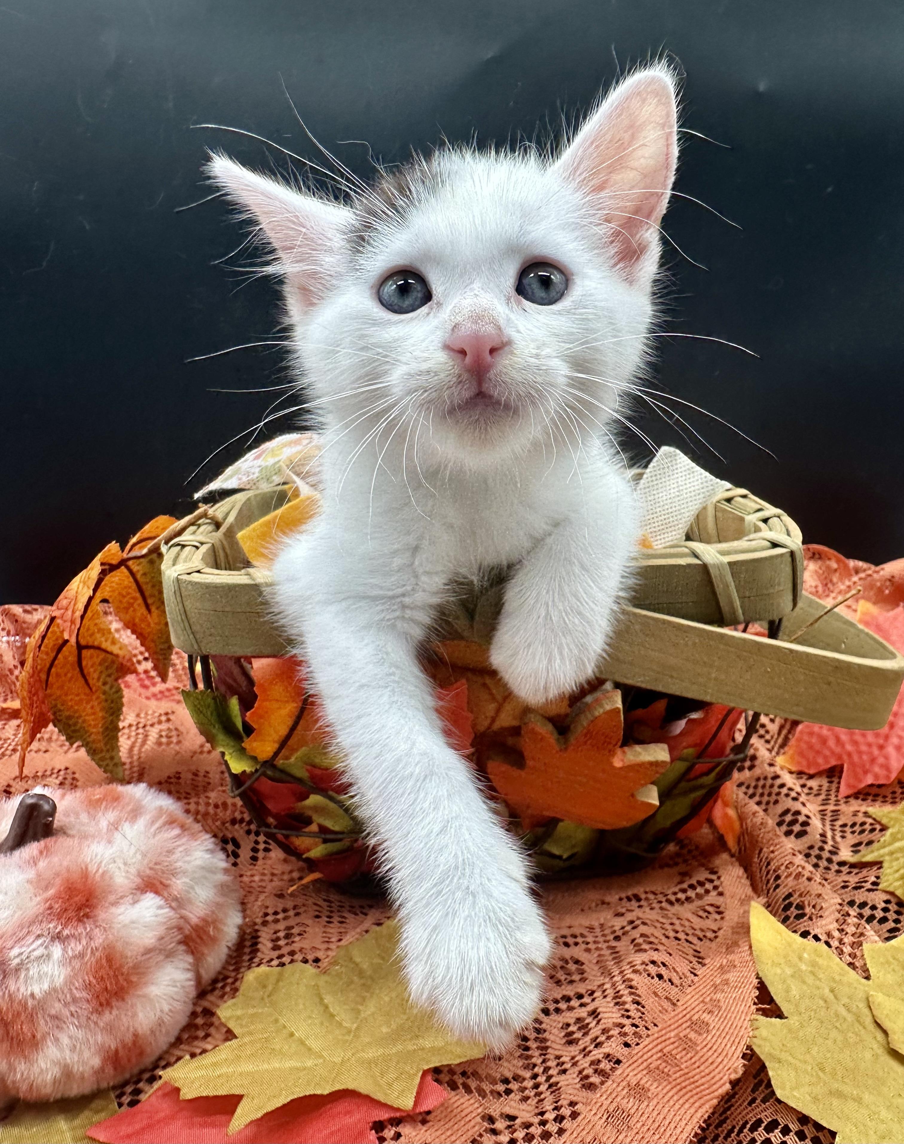 Panda, Adoptable, Kitten Male Domestic Medium Hair.