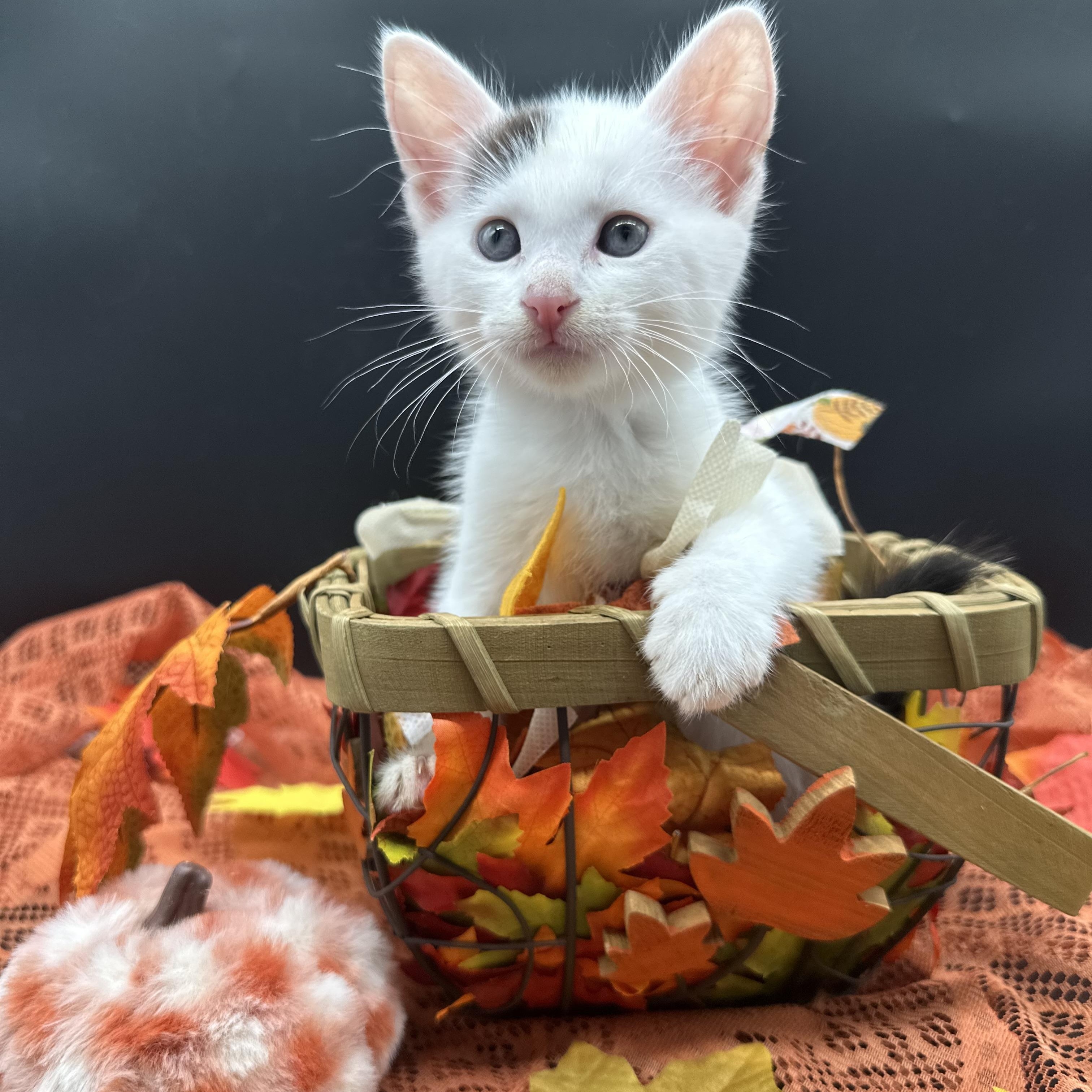 Enlarge Panda, a Adoptable Domestic Medium Hair in HUNTINGTON BEACH, CA image 4/4