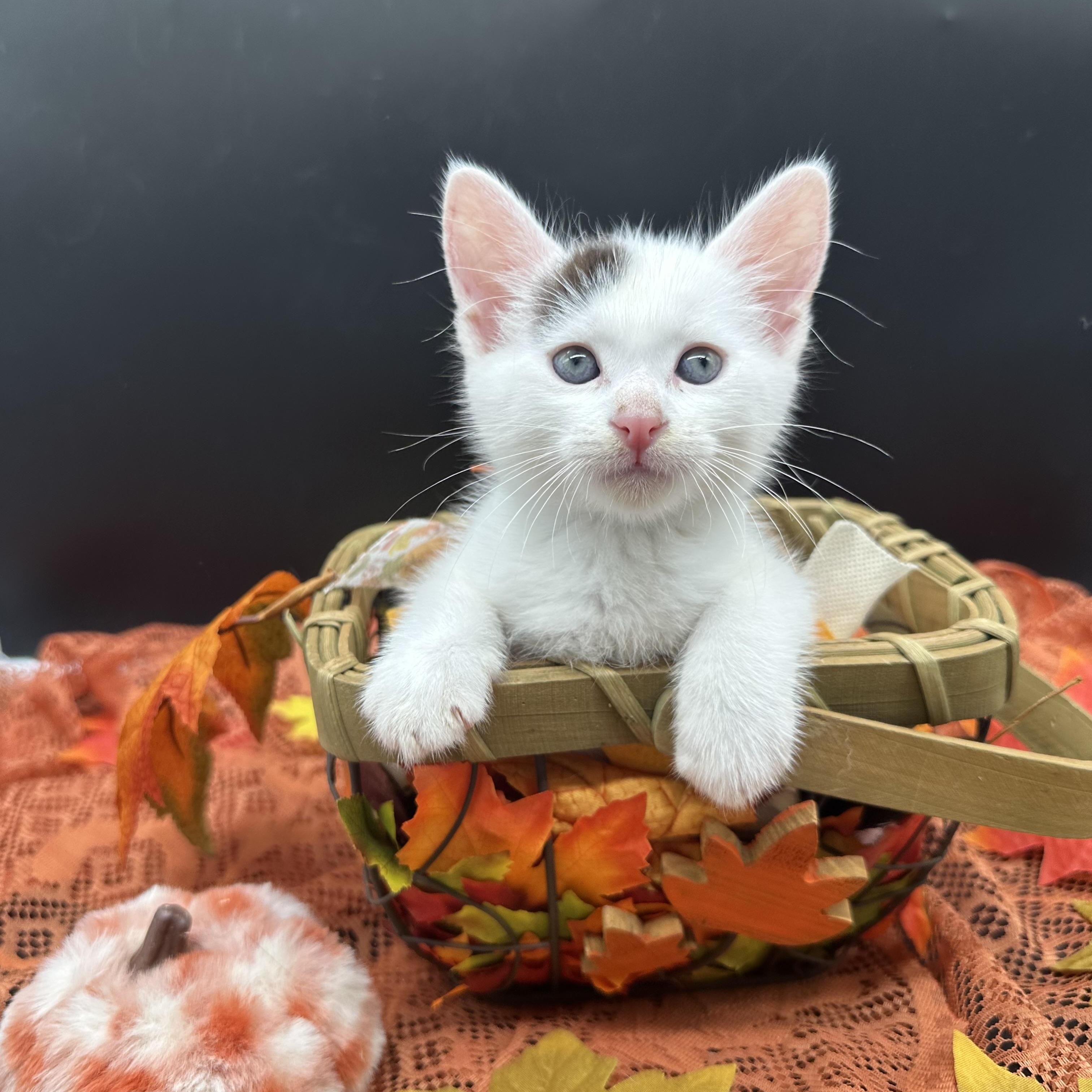 Enlarge Panda, a Adoptable Domestic Medium Hair in HUNTINGTON BEACH, CA image 2/4