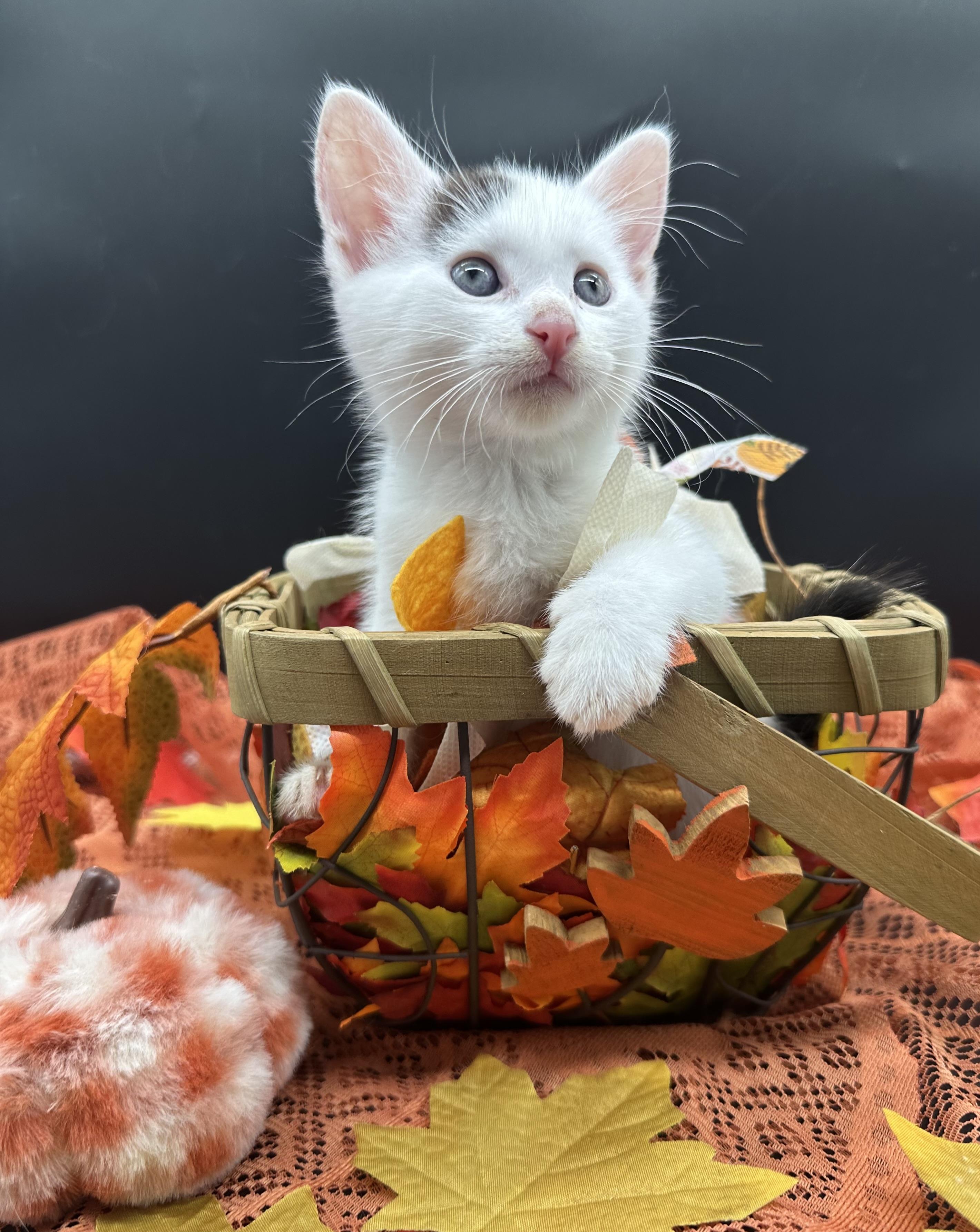 Enlarge Panda, a Adoptable Domestic Medium Hair in HUNTINGTON BEACH, CA image 3/4