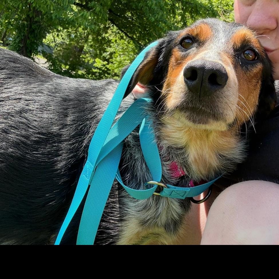 Enlarge Atlantic, a Adoptable mixed breed in Rockville, MD image 1/5