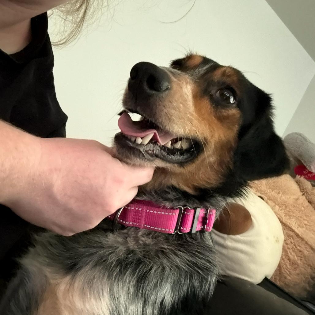 Enlarge Atlantic, a Adoptable mixed breed in Rockville, MD image 2/5