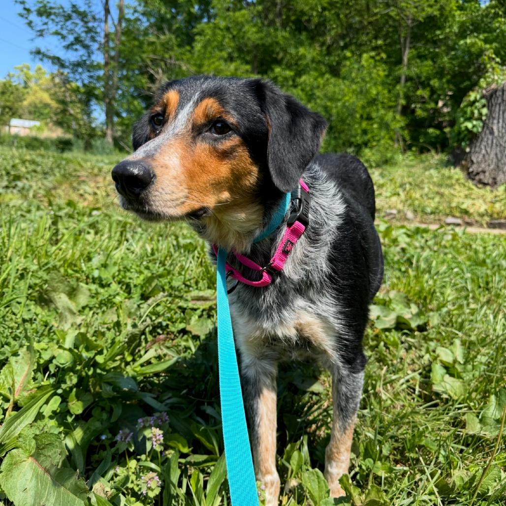 Enlarge Atlantic, a Adoptable mixed breed in Rockville, MD image 3/5
