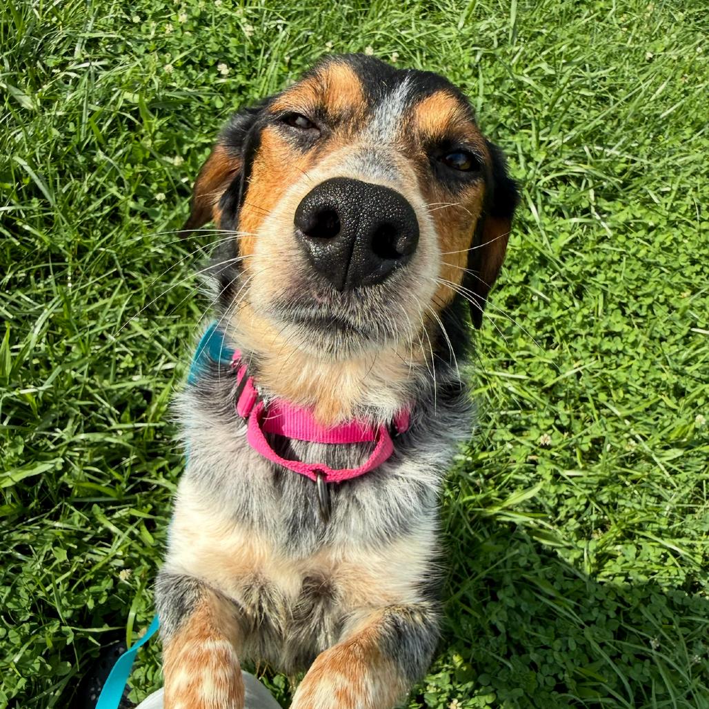 Enlarge Atlantic, a Adoptable mixed breed in Rockville, MD image 4/5