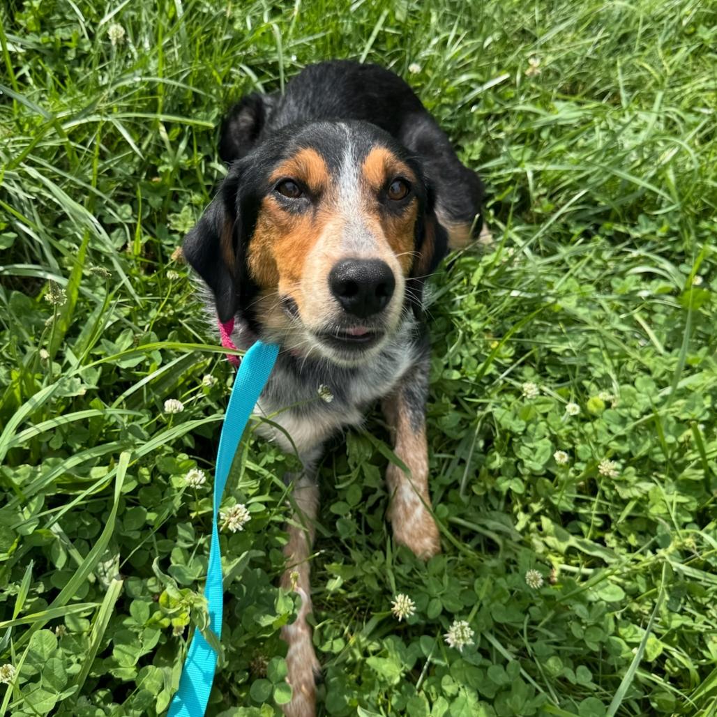 Enlarge Atlantic, a Adoptable mixed breed in Rockville, MD image 5/5