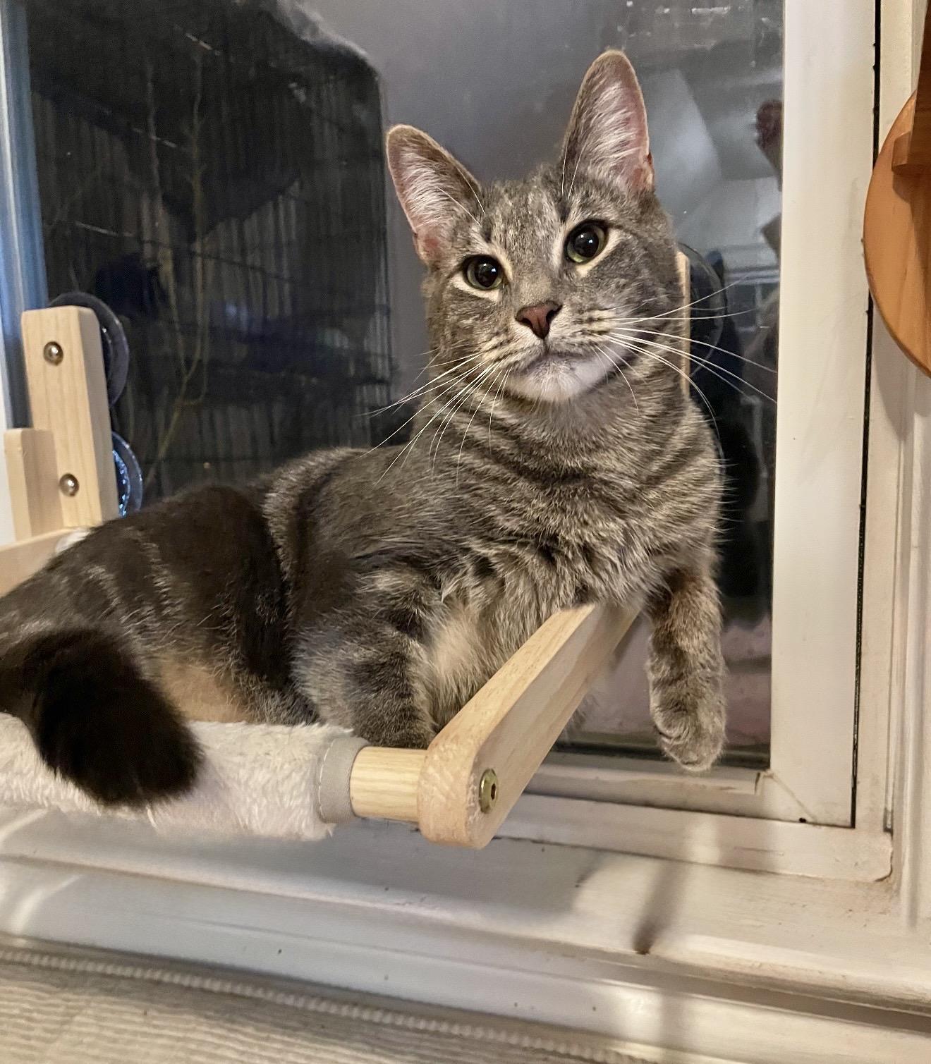 Bonded Brothers - Mitch & Howl , Adoptable, Kitten Male American Shorthair.