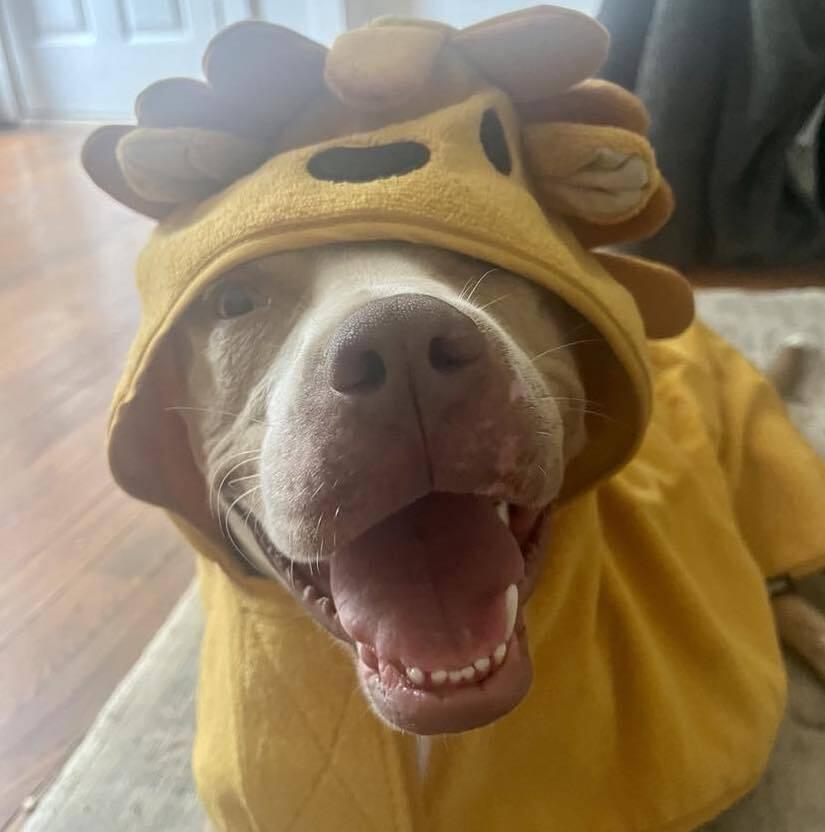 Brandy, Adoptable, Adult Female American Staffordshire Terrier & Mixed Breed.