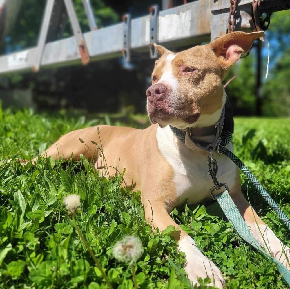 Enlarge Brandy, a Adoptable mixed breed in Long Island City, NY image 3/6