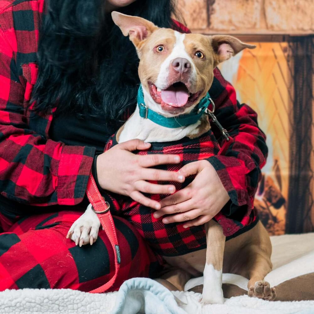 Enlarge Brandy, a Adoptable mixed breed in Long Island City, NY image 5/6