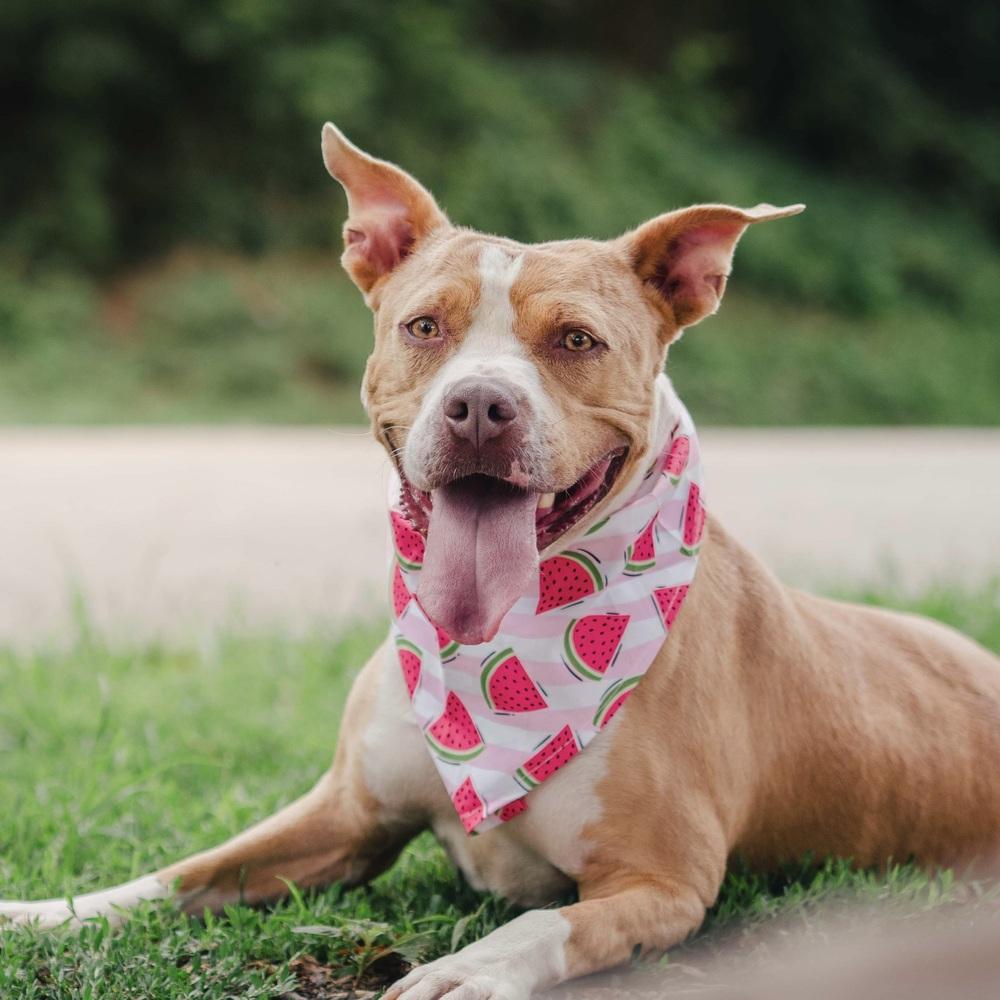 Enlarge Brandy, a Adoptable mixed breed in Long Island City, NY image 6/6