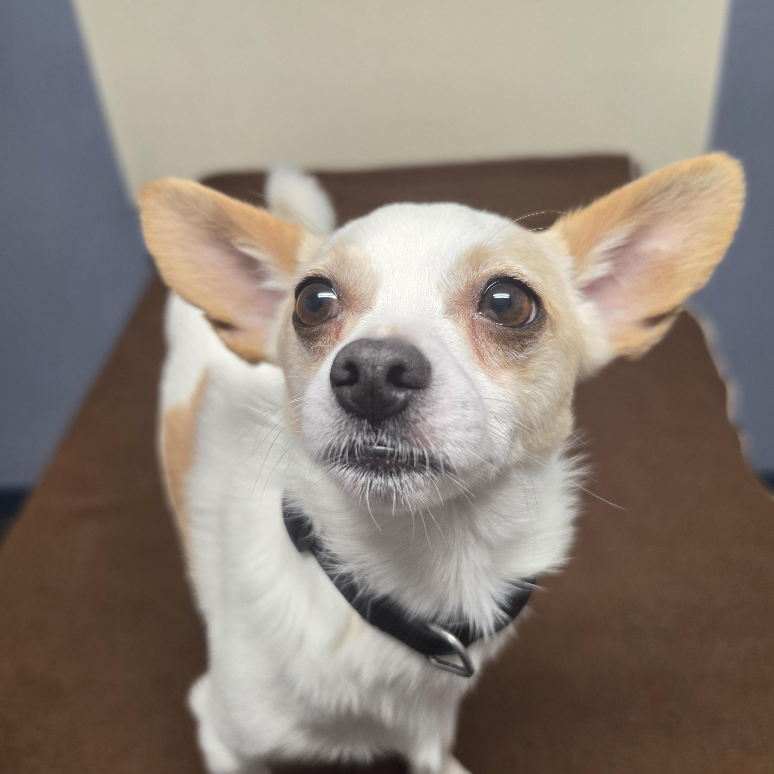 Enlarge Bo, a Adoptable Chihuahua in Lacona, NY image 2/3