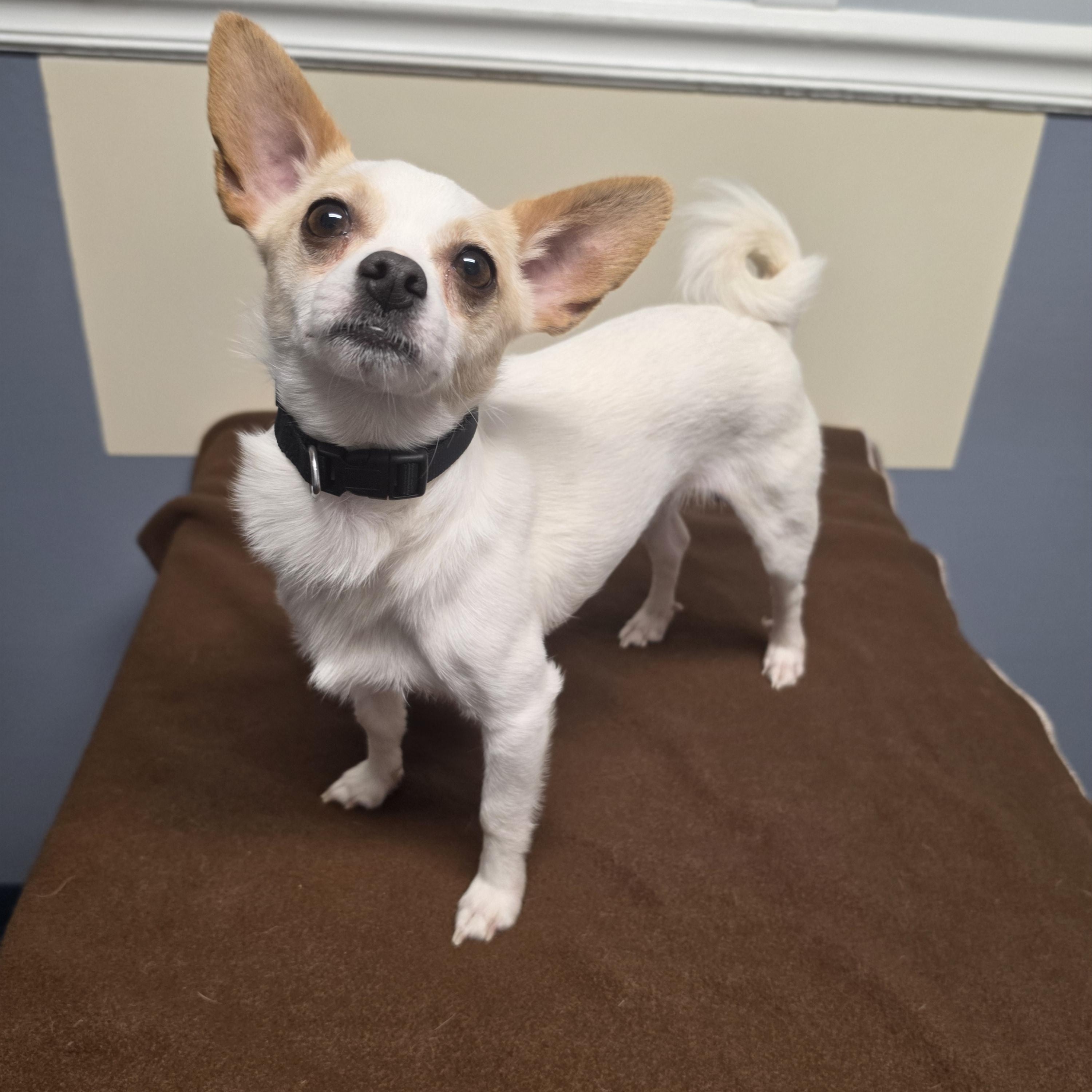 Enlarge Bo, a Adoptable Chihuahua in Lacona, NY image 1/3