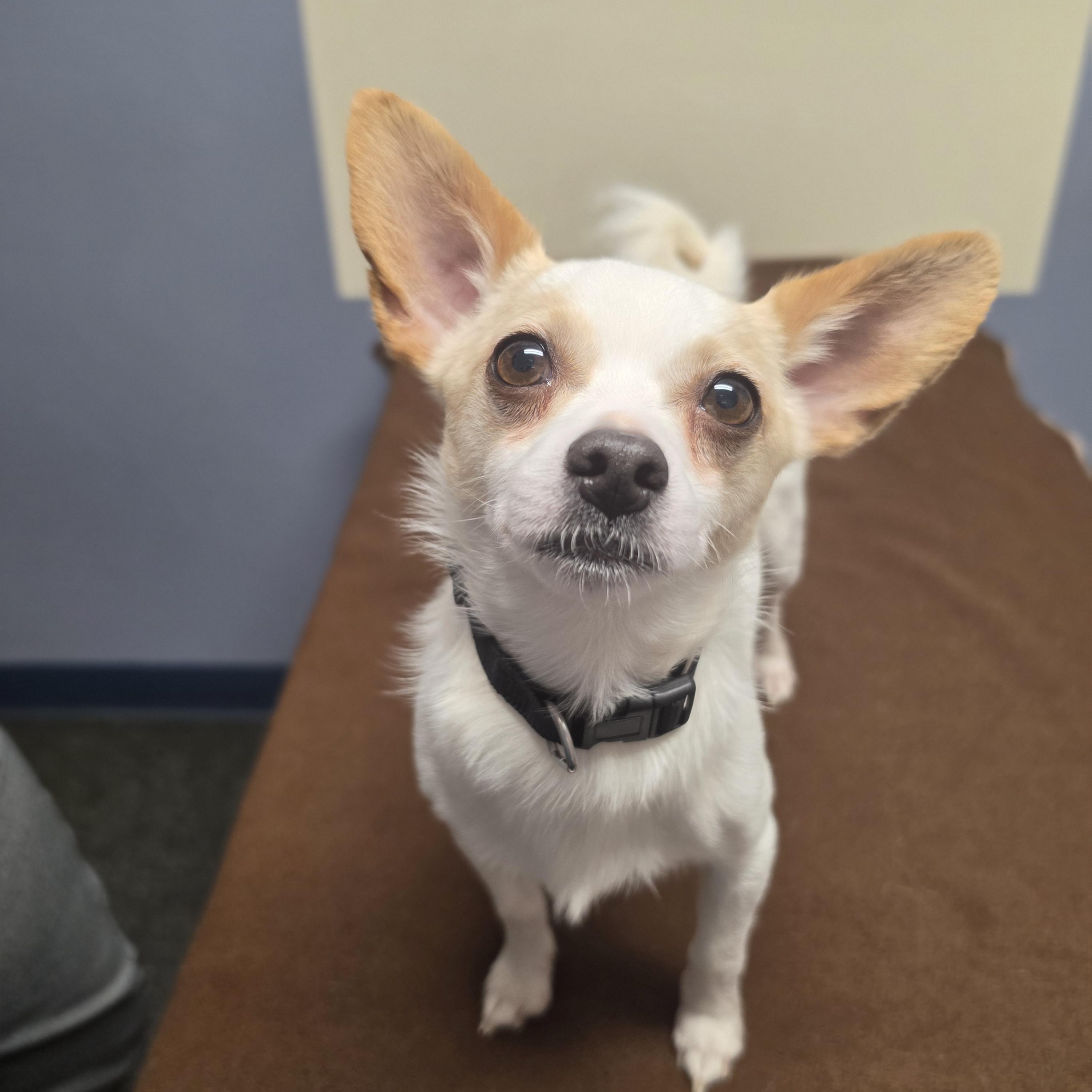 Enlarge Bo, a Adoptable Chihuahua in Lacona, NY image 3/3