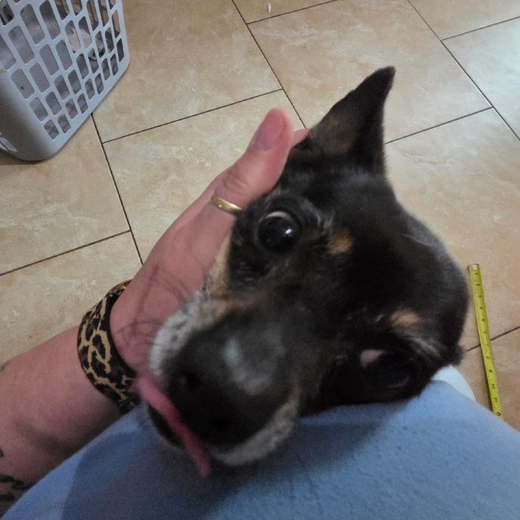 Fat Mac, Adoptable, Adult Male Chihuahua.