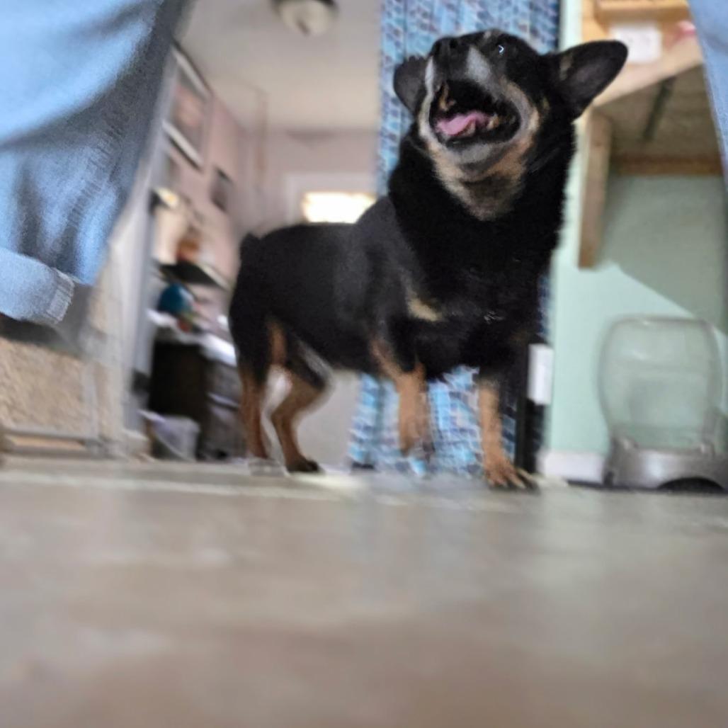 Enlarge Fat Mac, a Adoptable Chihuahua in Rossville, GA image 2/5
