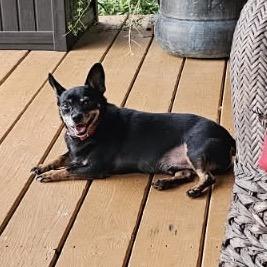 Enlarge Fat Mac, a Adoptable Chihuahua in Rossville, GA image 3/5
