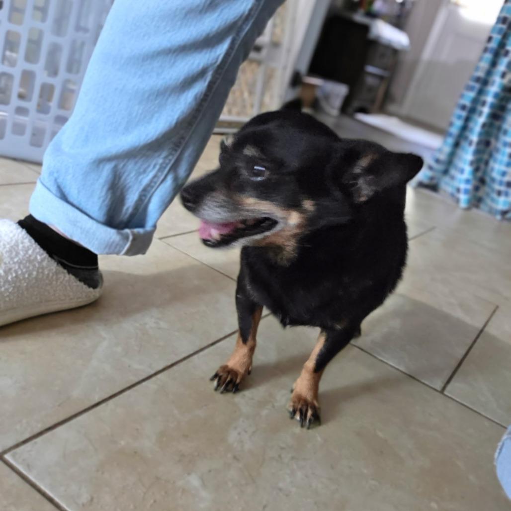 Enlarge Fat Mac, a Adoptable Chihuahua in Rossville, GA image 4/5
