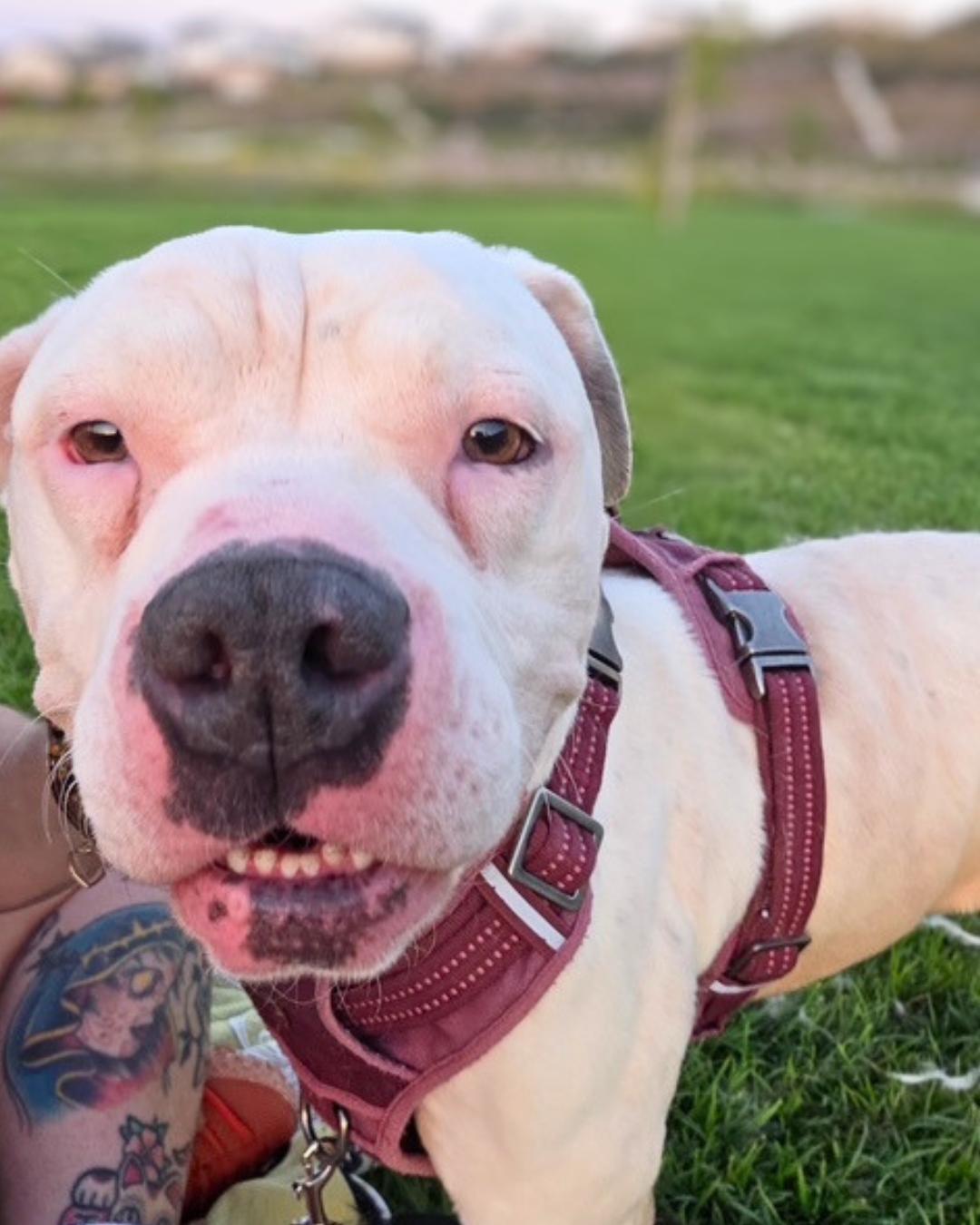 Enlarge Bernie (Bunny Angel), a Adopted Pit Bull Terrier in Valley Village, CA image 5/6