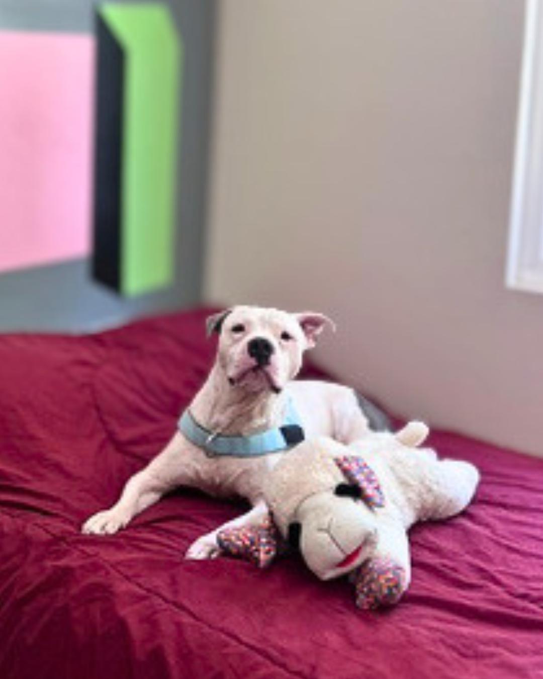 Enlarge Bernie (Bunny Angel), a Adoptable Pit Bull Terrier in Valley Village, CA image 5/6