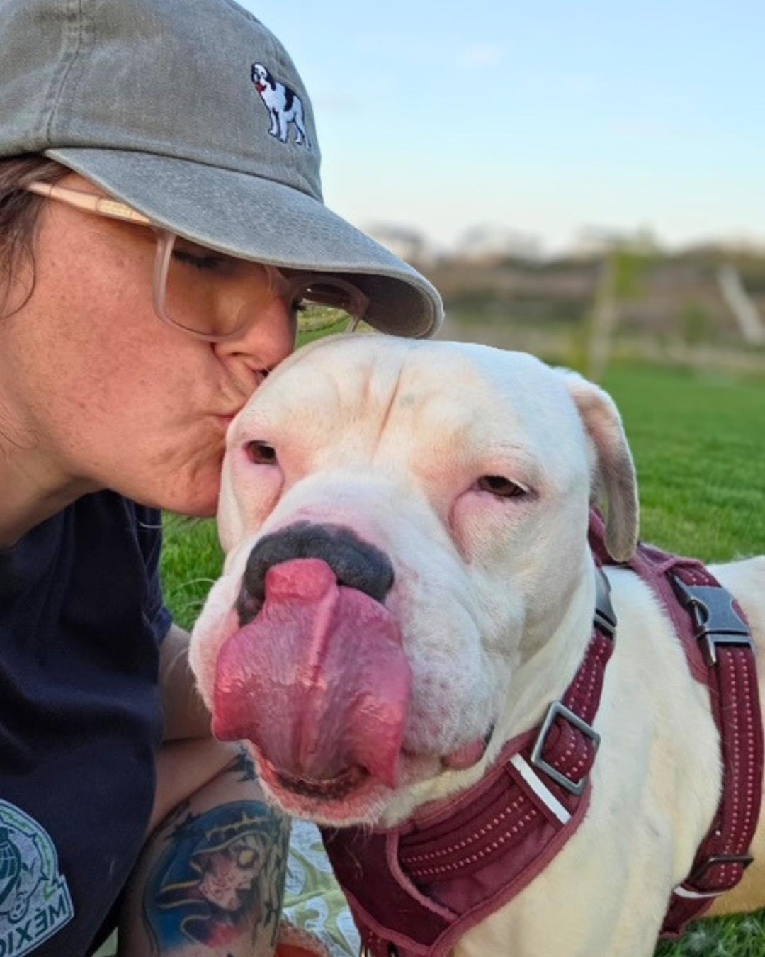 Enlarge Bernie (Bunny Angel), a Adopted Pit Bull Terrier in Valley Village, CA image 3/6