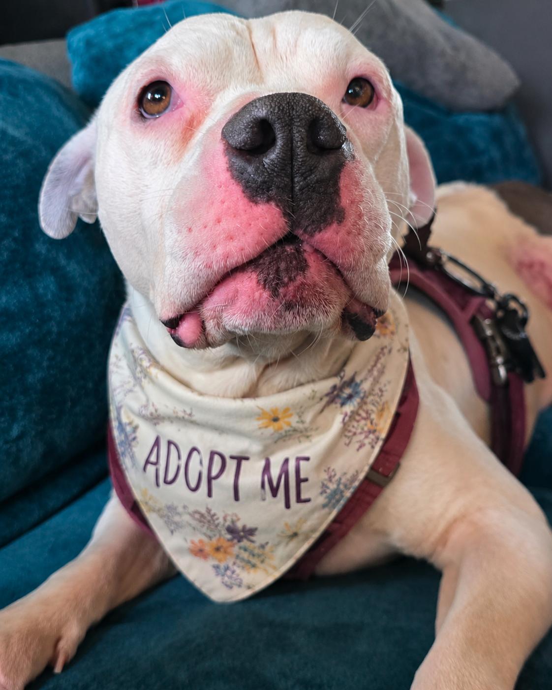 Enlarge Bernie (Bunny Angel), a Adopted Pit Bull Terrier in Valley Village, CA image 1/6