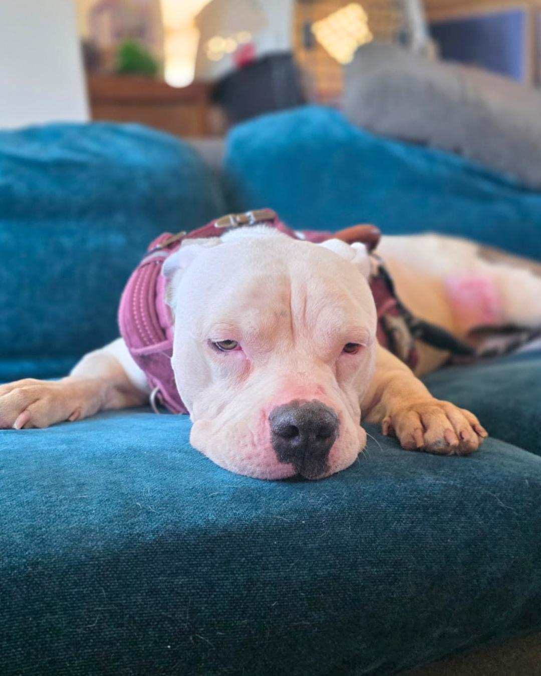 Enlarge Bernie (Bunny Angel), a Adopted Pit Bull Terrier in Valley Village, CA image 6/6