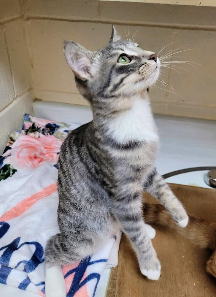 Enlarge 7872 Max, a Adoptable mixed breed in Hartwell, GA image 1/1